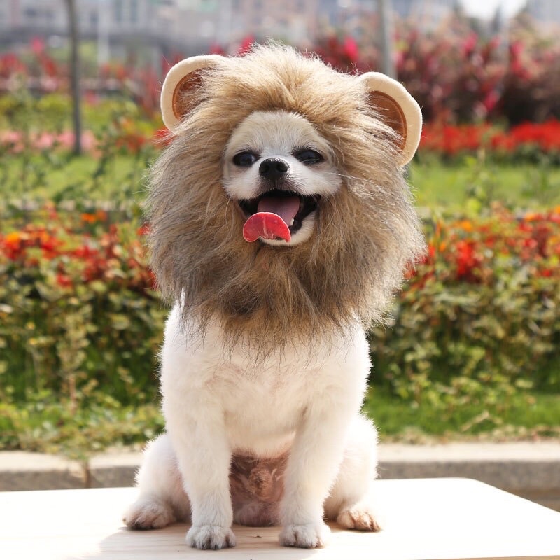 Mũ cho Chó Mèo cosplay sư tử - Nón hoá trang cho thú cưng siêu ngầu