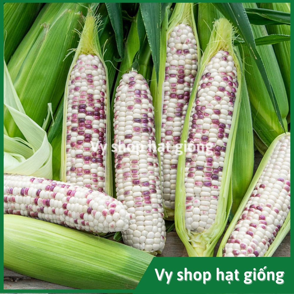 Hạt giống ngô nếp  cẩm hồng Thái Lan gói 70 hạt