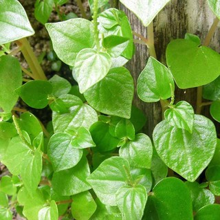 Hạt giống rau Càng cua (0.5 gram)