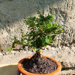 Cây sam trái lâu năm