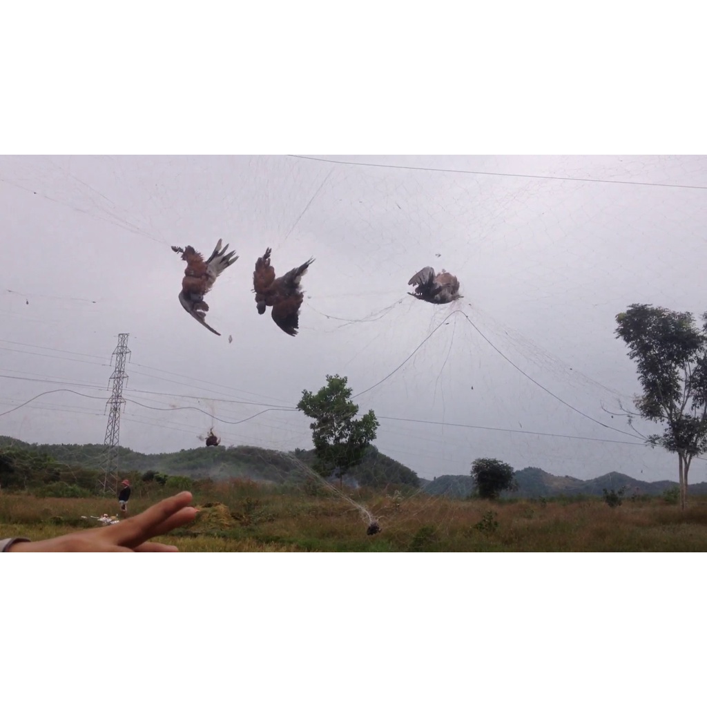 60m lưới Tàng hình bẫy chim Cu Tiểu, Cu Gáy, Sáo, Vẹt,...các loại chim tầm trung, mắt lưới 6 phân, cao 5m, 4 dây 3 túi.