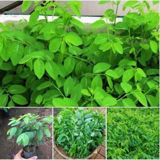 Hạt giống rau bồ ngót - 1 gói 1gram