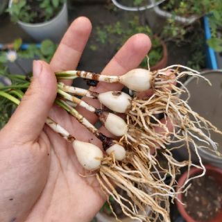 Huệ mưa vàng( củ teen và củ ngậm nụ)