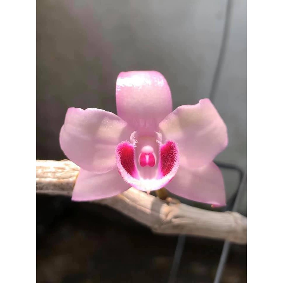 kie phi điệp rừng cánh bầu hòa bình 2