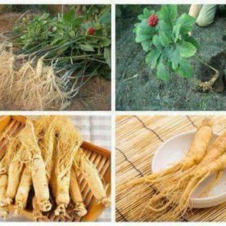 5H HẠT GIỐNG SÂM HÀN QUỐC