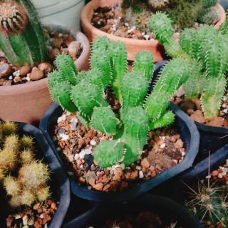 Xương rồng obesa mủ đục