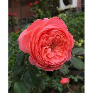 cây hoa hồng Flamingo