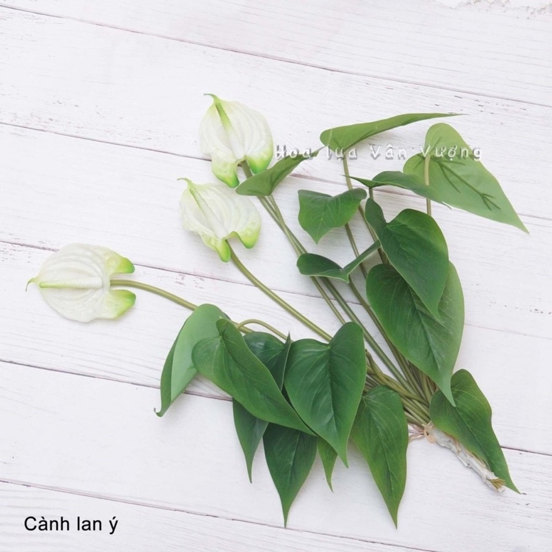 Cây giả - Cây Hoa Lan Ý (Hồng môn) Cao Su 3 bông 18 lá