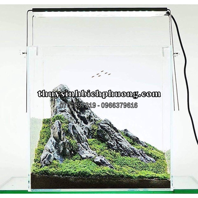 MINIFISS VÒ SẤY KHÔ / TƯƠI
