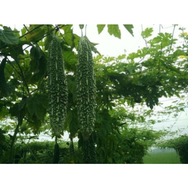 Hạt giống khổ qua gai xanh F1 HN