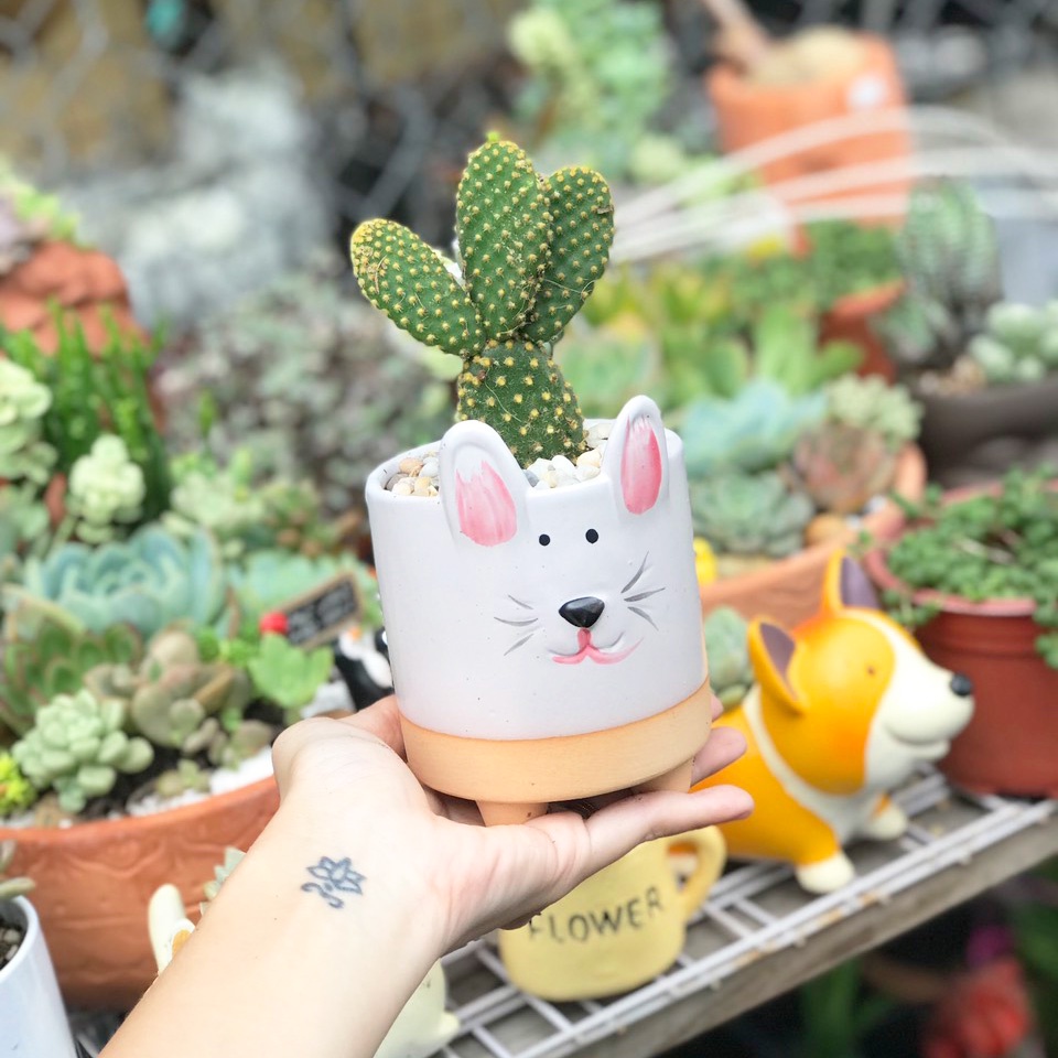 Xương rồng tai thỏ cực cute
