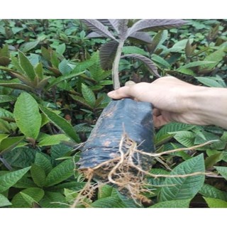 phân hón siêu ra rễ