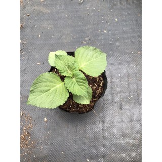 Cây lá mè hàn quốc bầu 15