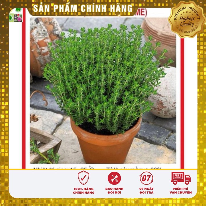 Hạt giống Cỏ Xạ Hương(Thyme) - 50 Hạt