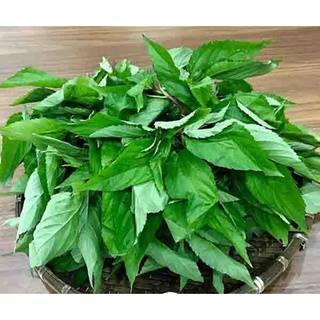 Hạt giống Rau Đay xanh (10 gram)