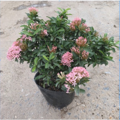 Cây hoa mẫu đơn lùn hồng xum xuê bán kính 27cm,  có hoa quanh năm, thích hợp trồng ngoại thất