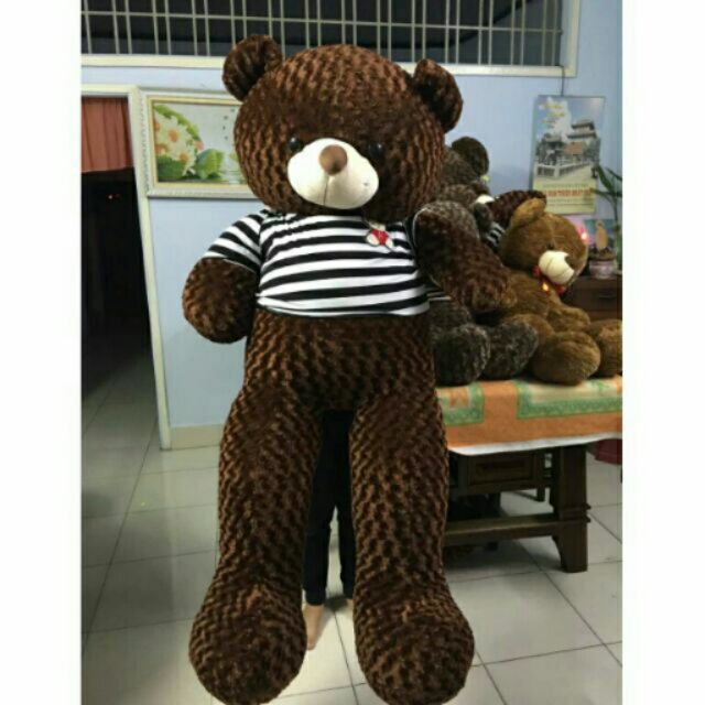 Gấu bông Teddy khổ 1m8 cao 1m6 siêu bự ( video+ ảnh thật)