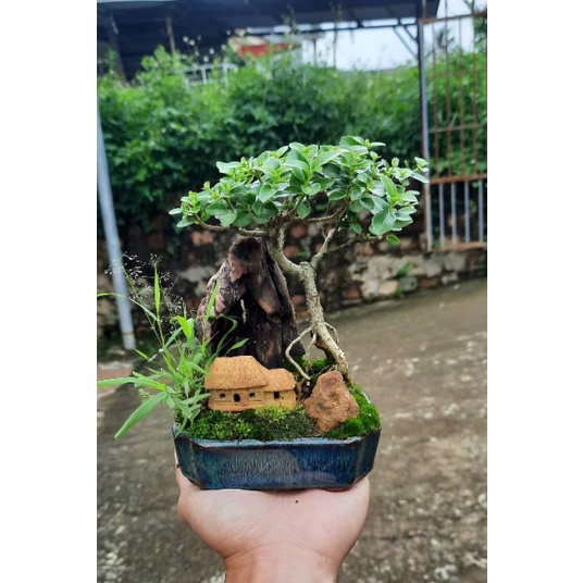 Akadama size ss đất nung nhật Ryusen túi 1000-1100ml dùng cho bonsai, terrarium