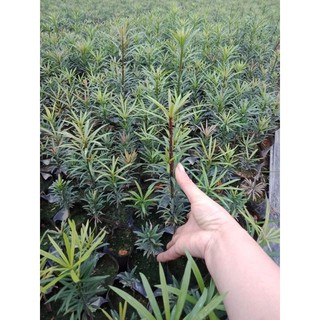 CÂY GIỐNG TÙNG LA HÁN