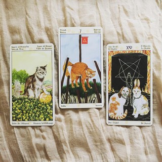 Bộ Bài Tarot of Pagan Cats (Guu Tarot Shop)
