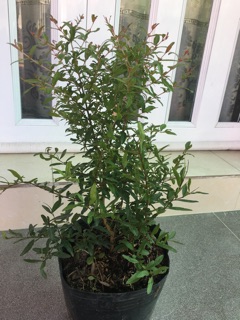 Cây lựu  đỏ Mỹ 6 tháng cho trái