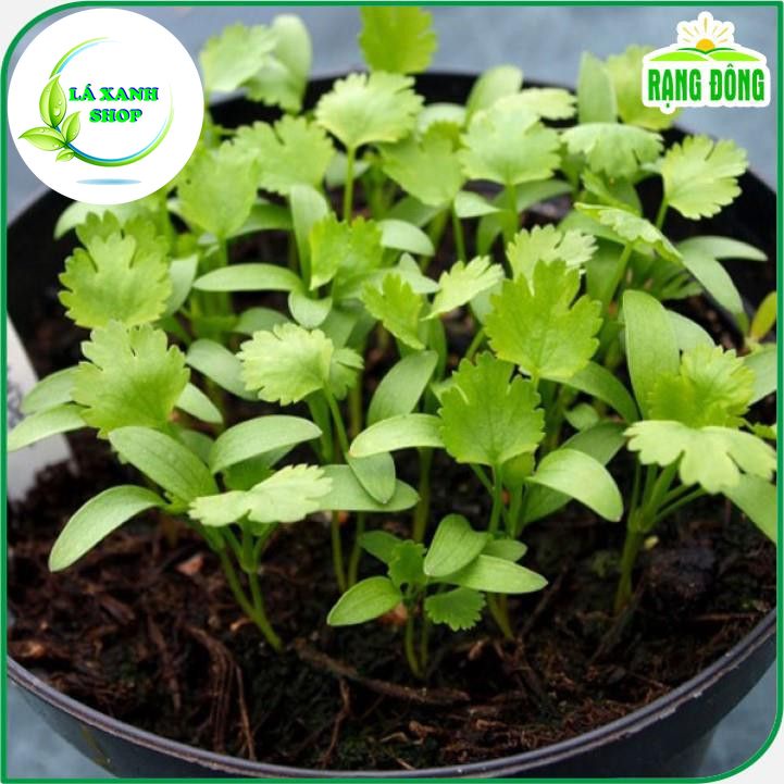 Hạt Giống Ngò Rí Dễ Trồng, Sinh Trưởng và Kháng Bệnh Tốt (gói 20 gr) - Hạt giống Rạng Đông