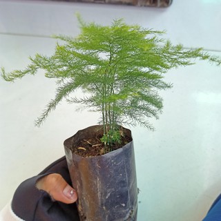 Cây kim thủy tùng bầu đất, Asparagus setaceus - Summer Garden