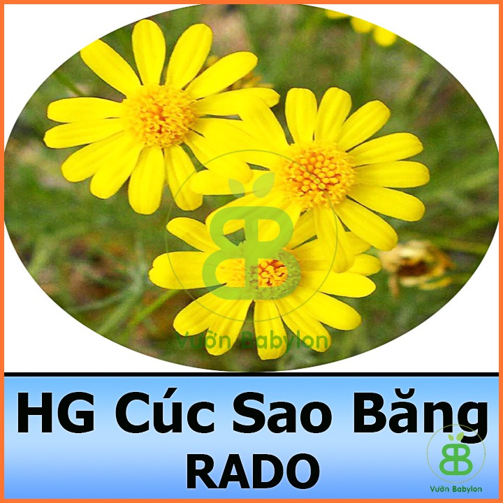 Hạt Giống Hoa Cúc Sao Băng Vàng