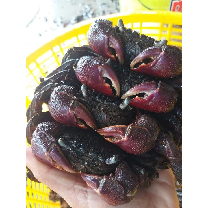 1kg Ba khía Cà Mau size lớn 12-15c bao thịt-Hàng chuẩn tại vựa ba Khía Cà Mau