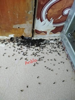 Diệt gián kiến sinh học Anbio