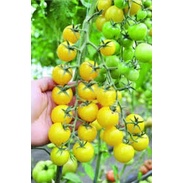 Hạt giống cà chua bi chùm siêu quả F1