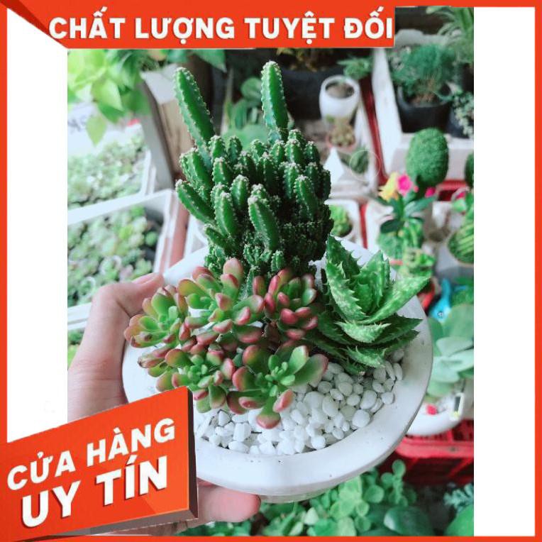 Chậu cây thanh sơn và sen đá Nhiều Người Mua