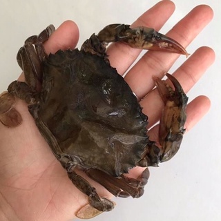 Cua Lột (5-6 con/kg) - Giao Hỏa Tốc HCM