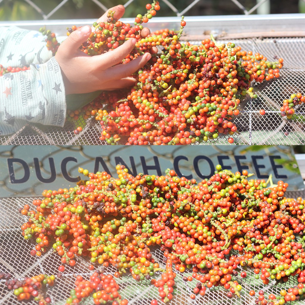 Tiêu sạch Đắk Lắk nguyên hạt, Tiêu cay, thơm chất lượng được trồng xen canh nông trại công ty cà phê Đức Anh