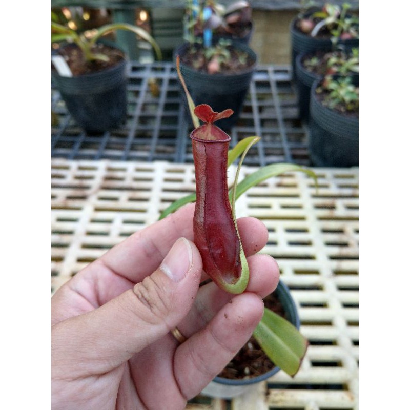 cây nắp ấm Nx Mirabilis x Gracilis red