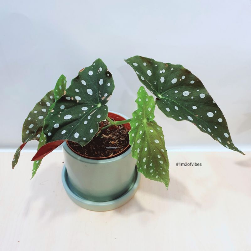 Cây Thu Hải Đường - Begonia Maculata