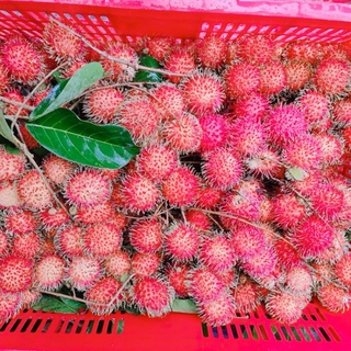(Q.Gò vấp) 2 kg Chôm chôm ta ( chôm chôm thường )