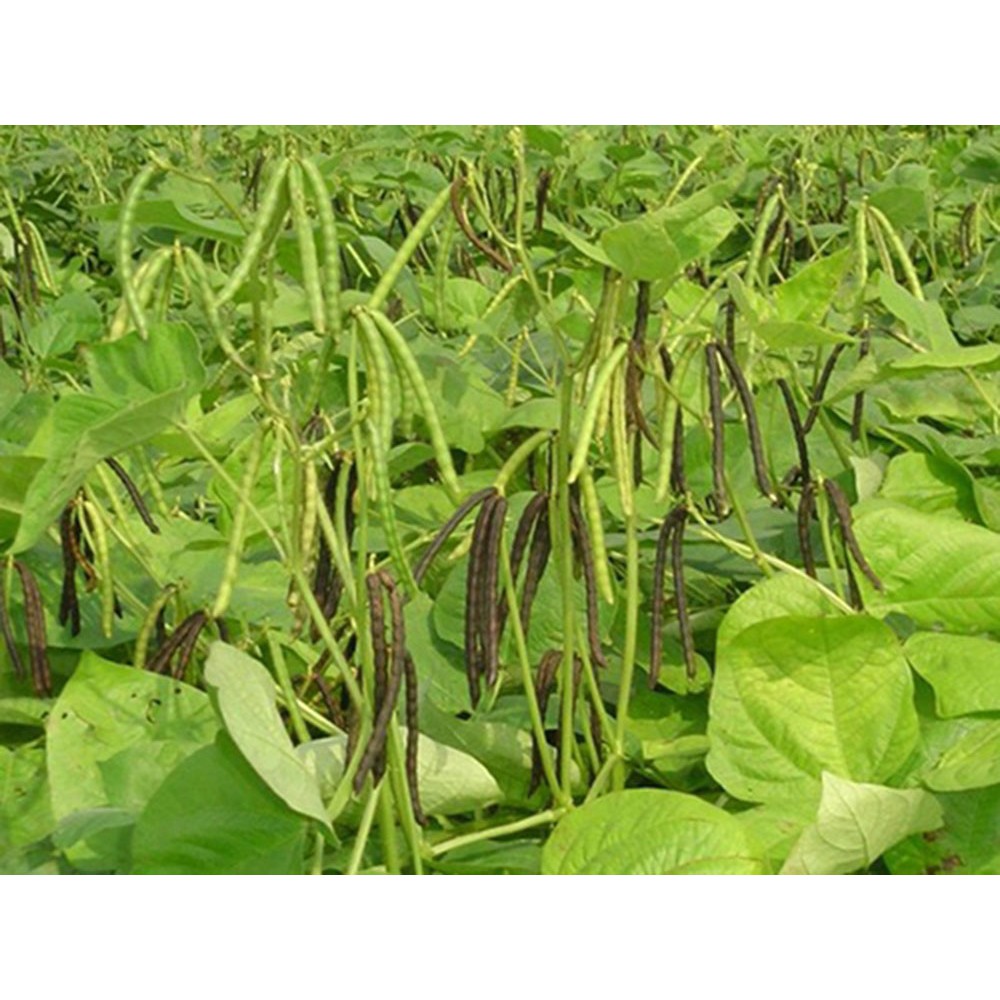 Đậu đỏ hạt nhỏ,nhà trồng bao sạch bịt 1kg