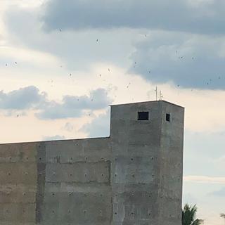 TỔ YẾN NHÀ NUÔI NHƯ Ý