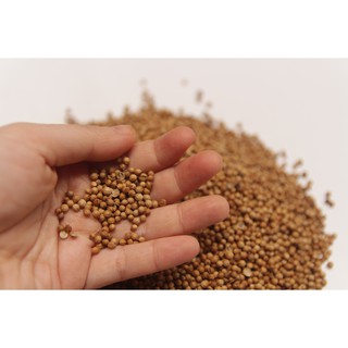 HẠT MÙI (HẠT NGÒ) KHÔ 100GR