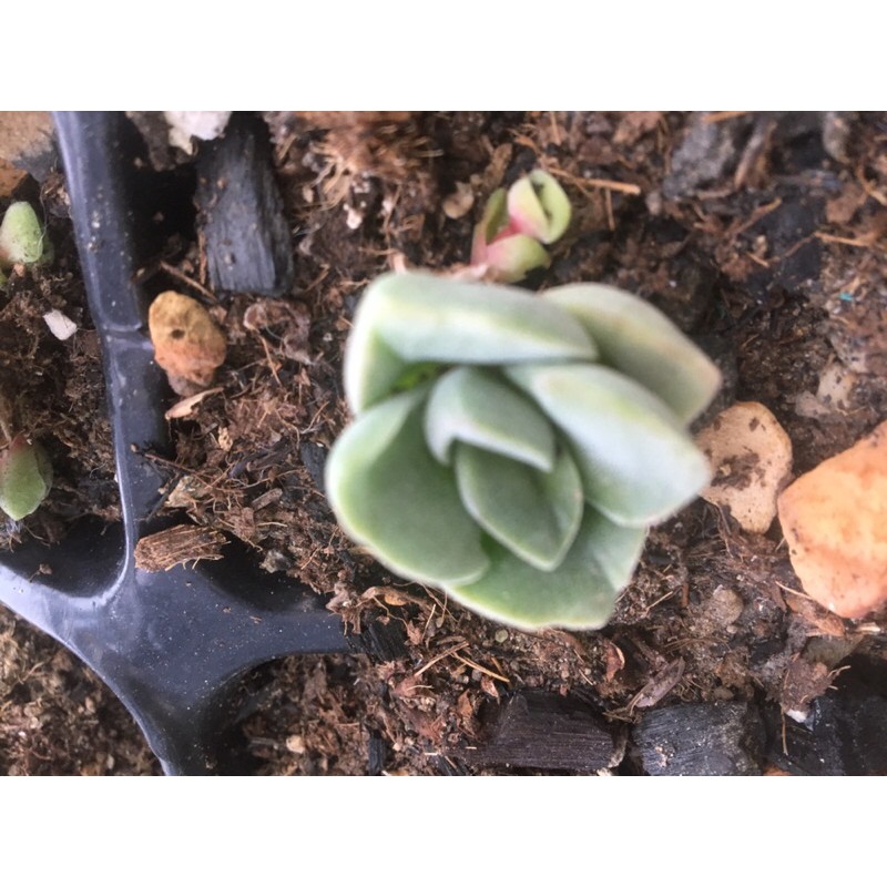 Cây sen đá sen crassula tứ diện
