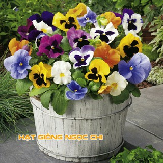 Hạt Giống Hoa Pansy Mix - 100 Hạt