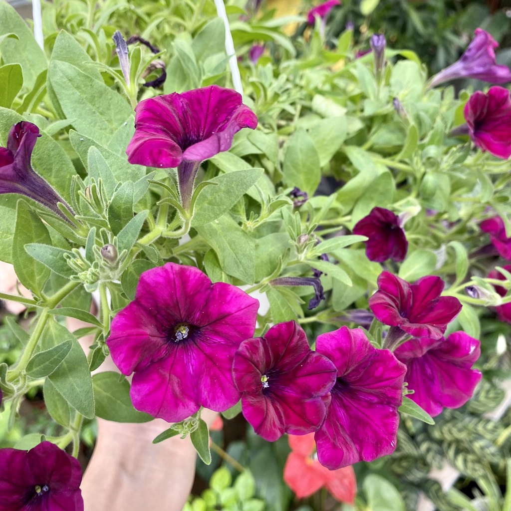 Hoa Dạ Yến Thảo nở 4 mùa dễ chăm sóc