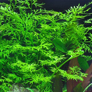 Cây thủy sinh Gạc Nai