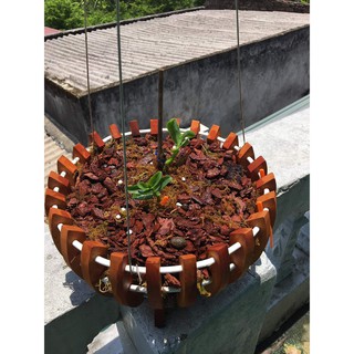 Vỏ Thông Đỏ,vỏ thông trồng lan