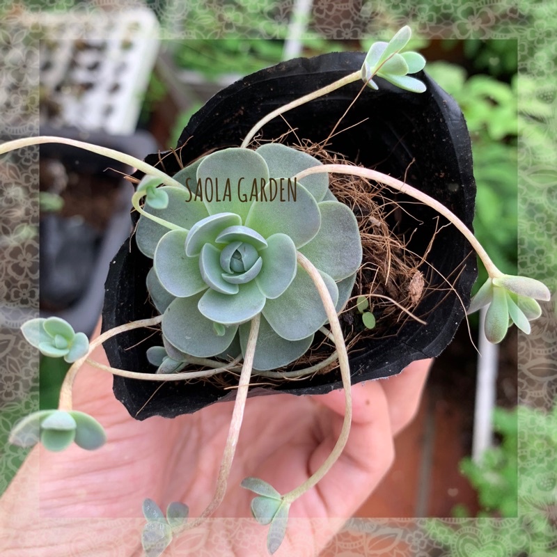 1 cây Sen đá cao cấp hiếm/hot: sỏi, dù bung, 2-3 đầu (phân nhánh / crest) - bầu nhựa đen 6cm- khách chọn loại có sẵn