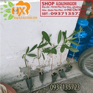 hoa chuông vàng cây giống ( combo 5 cây)