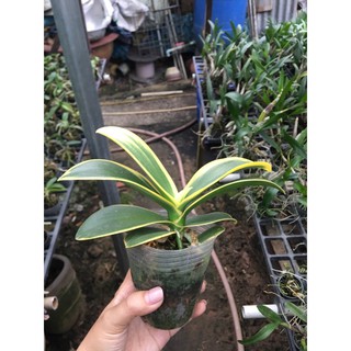 Hoa Lan Hồ Điệp Lá Biên Đã Thuần Vườn - Cây Đủ Tuổi Hoa