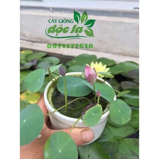 [RẺ VÔ ĐỊCH] HẠT GIỐNG SEN MINI NHẬT (ĐÃ CẮT ĐẦU)