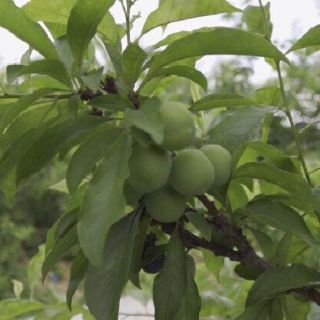CÂY GIỐNG MẬN CƠM.(LẠNG SƠN)CÂY ĐẸP